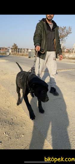 Özel Yavru Cane Corso 5.5 Aylık Aşılar Tam Karneyle Teslim Edilec 2