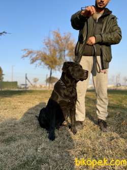 Özel Yavru Cane Corso 5.5 Aylık Aşılar Tam Karneyle Teslim Edilec 1