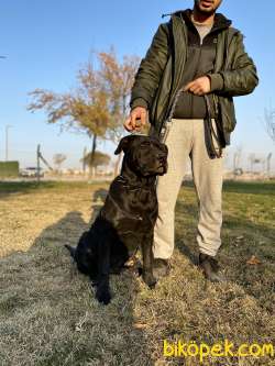 Özel Yavru Cane Corso 5.5 Aylık Aşılar Tam Karneyle Teslim Edilec 3