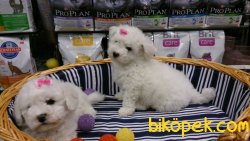 PAMUK GIBI BICHON FRİSE YAVRULARIMIZ 2