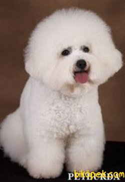 PAMUK GIBI BICHON FRİSE YAVRULARIMIZ 1