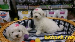 PAMUK GIBI BICHON FRİSE YAVRULARIMIZ 4