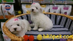 PAMUK GIBI BICHON FRİSE YAVRULARIMIZ 3