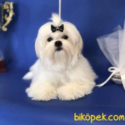 Pamuk Gıbı MALTESE TERRIER YAVRULARI 1