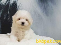 Pamuk Gıbı MALTESE TERRIER YAVRULARI 4