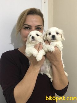 Pamuk Gibi Maltese Terrier Yavrularımız 4