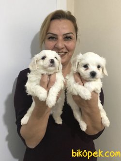Pamuk Gibi Maltese Terrier Yavrularımız 3