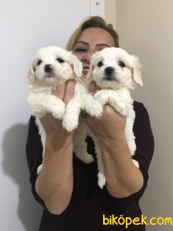 Pamuk Gibi Maltese Terrier Yavrularımız 5