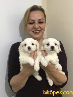 Pamuk Gibi Maltese Terrier Yavrularımız 2