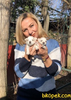 Pamuk Gibi Maltese Terrier Yavrularımız 3