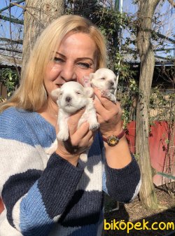 Pamuk Gibi Maltese Terrier Yavrularımız 2