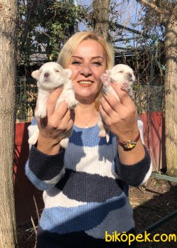 Pamuk Gibi Maltese Terrier Yavrularımız 4