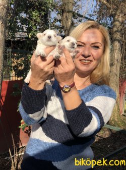 Pamuk Gibi Maltese Terrier Yavrularımız 5