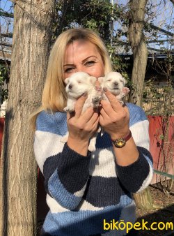 Pamuk Gibi Maltese Terrier Yavrularımız 1