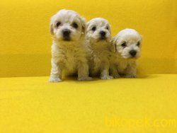 Pamuk Gibi Maltese Terrier Yavrularımız 3