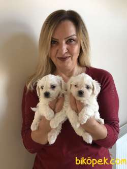 Pamuk Gibi Maltese Terrier Yavrularımız 2