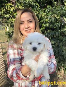 Pamuk Gibi Maltese Terrier Yavrularımız
