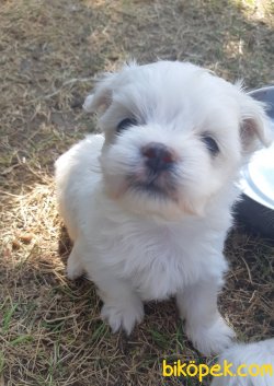 Pamuk Gibi Maltese Yavrular 3