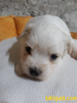 Pamuk Gibi Maltese Yavrular 1