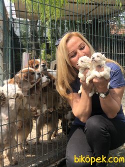 Pamuk Gibi MalteseTerrier Yavrularımız 3