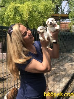 Pamuk Gibi MalteseTerrier Yavrularımız 4