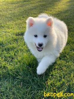 Pamuk  Gibi Samoyed Yavruları 3