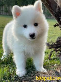 Pamuk  Gibi Samoyed Yavruları 4