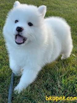 Pamuk  Gibi Samoyed Yavruları 2