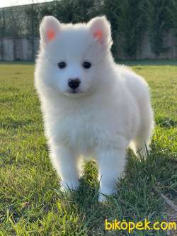 Pamuk  Gibi Samoyed Yavruları 5