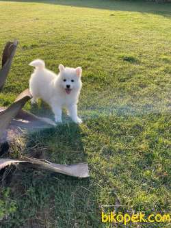 Pamuk  Gibi Samoyed Yavruları