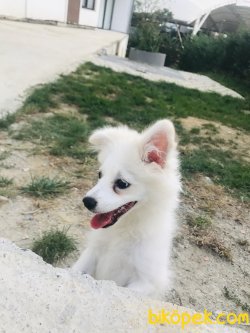 Pamuk Kızımıza Yeni Bir Yuva Arıyoruz... 2