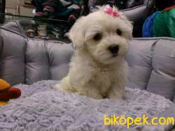 PAMUK MALTESE TERRIER YAVRULARI 1