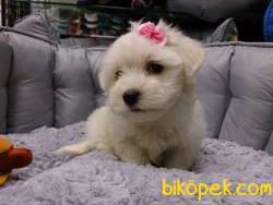 PAMUK MALTESE TERRIER YAVRULARI 3
