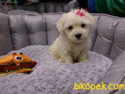 PAMUK MALTESE TERRIER YAVRULARI 2