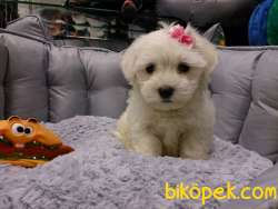 PAMUK MALTESE TERRIER YAVRULARI 5