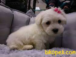 PAMUK MALTESE TERRIER YAVRULARI 4