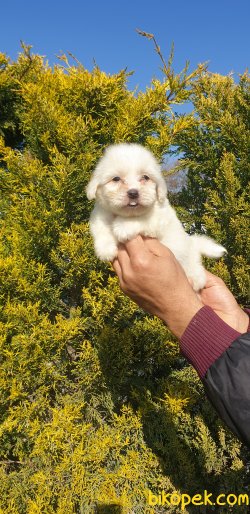 Pamuk Maltese Terrier Yavrularımız 1
