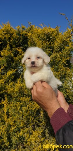 Pamuk Maltese Terrier Yavrularımız 3