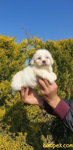 Pamuk Maltese Terrier Yavrularımız 2