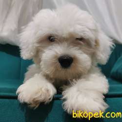 Pamuk Maltipoo Yavrumuz  Wc Eğitimli 1