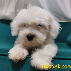Pamuk Maltipoo Yavrumuz  Wc Eğitimli 2