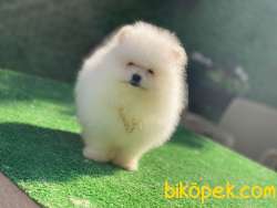 Pamuk Oğlan Pomeranianboo 4