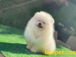 Pamuk Oğlan Pomeranianboo 3