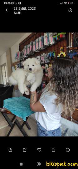 PAMUK SAMOYED BEBEKLER