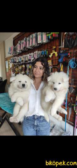 PAMUK SAMOYED BEBEKLER 2