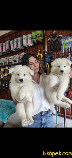 PAMUK SAMOYED BEBEKLER 5
