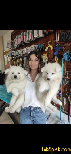 PAMUK SAMOYED BEBEKLER 4