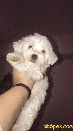 Pamuk Şeker Maltese Terrier Bebekler 5