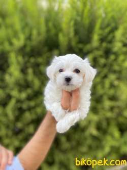 Pamuk Şeker Maltese Terrier Bebekler 1