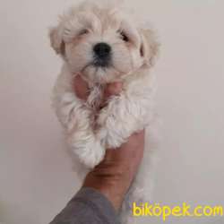 Pamuk Şeker Maltese Terrier Bebekler 4